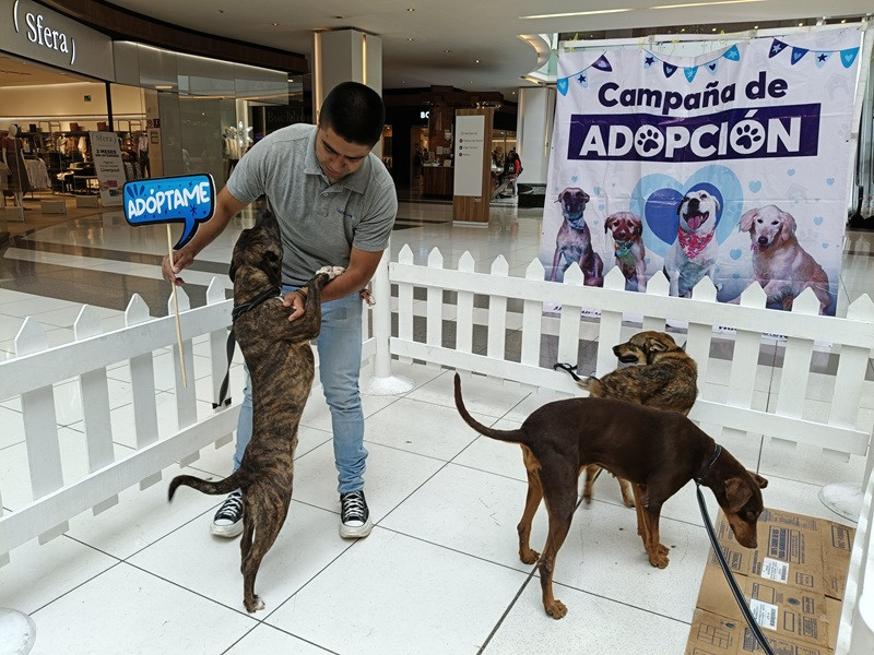 Adopciones perritos Huixquilucan