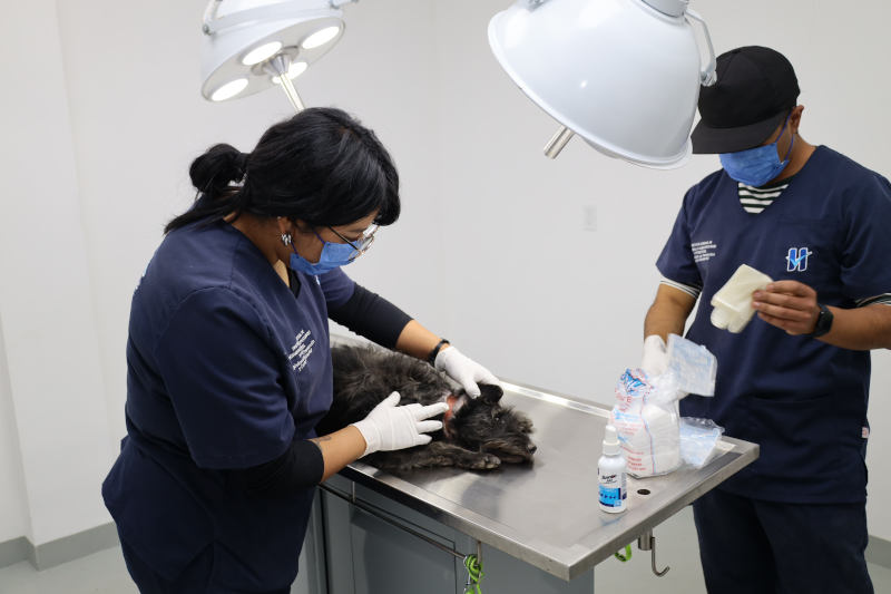 Esterilizaciones perritos Huixquilucan