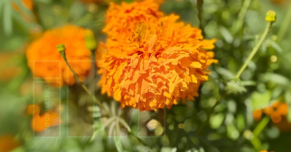 Flor de cemapasúchil