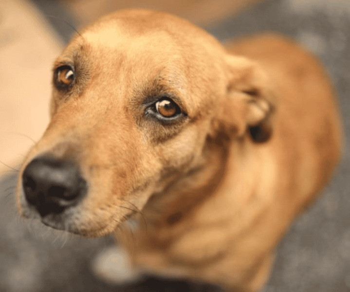 Perro caramelo 1