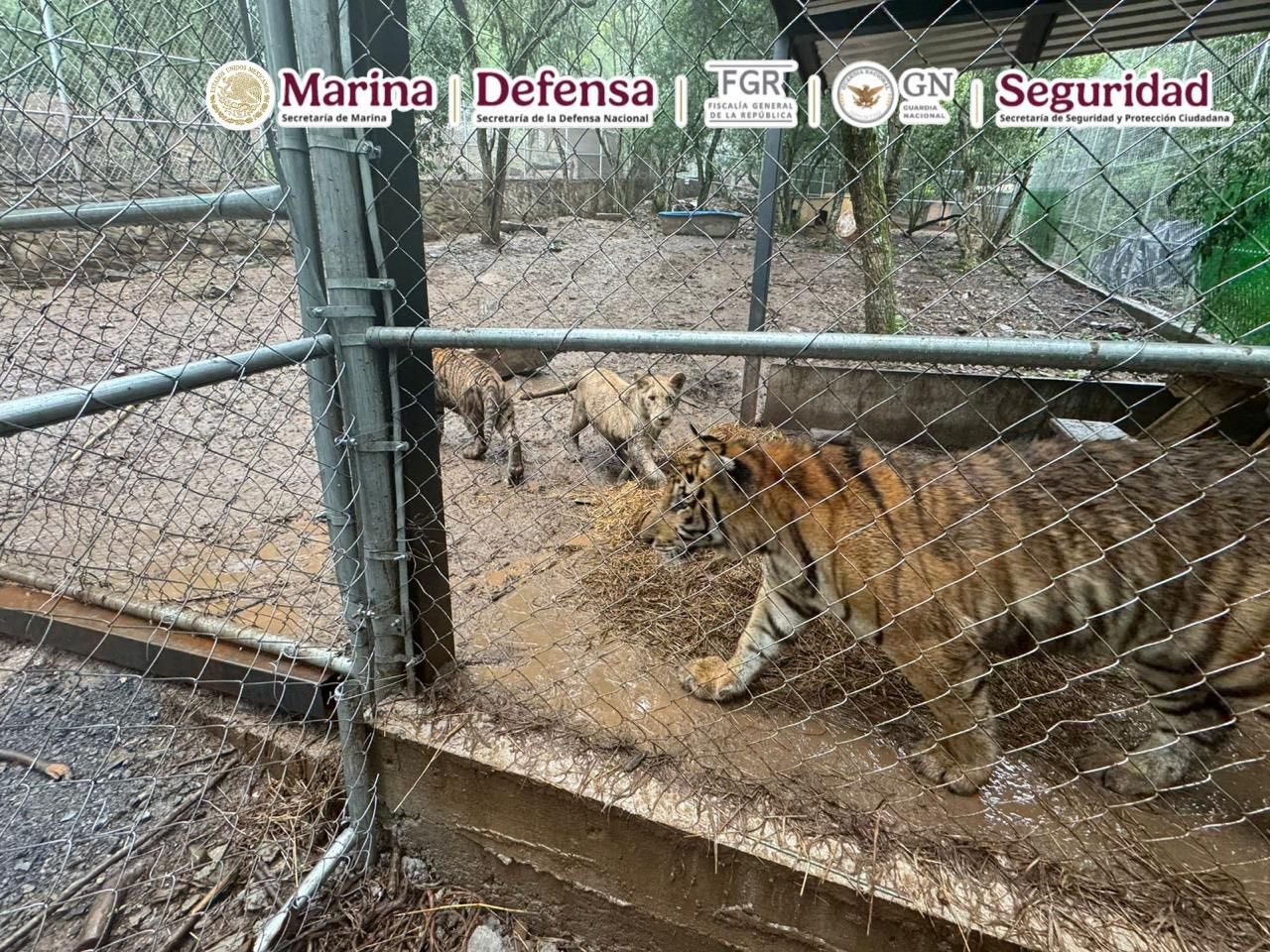 Tigres