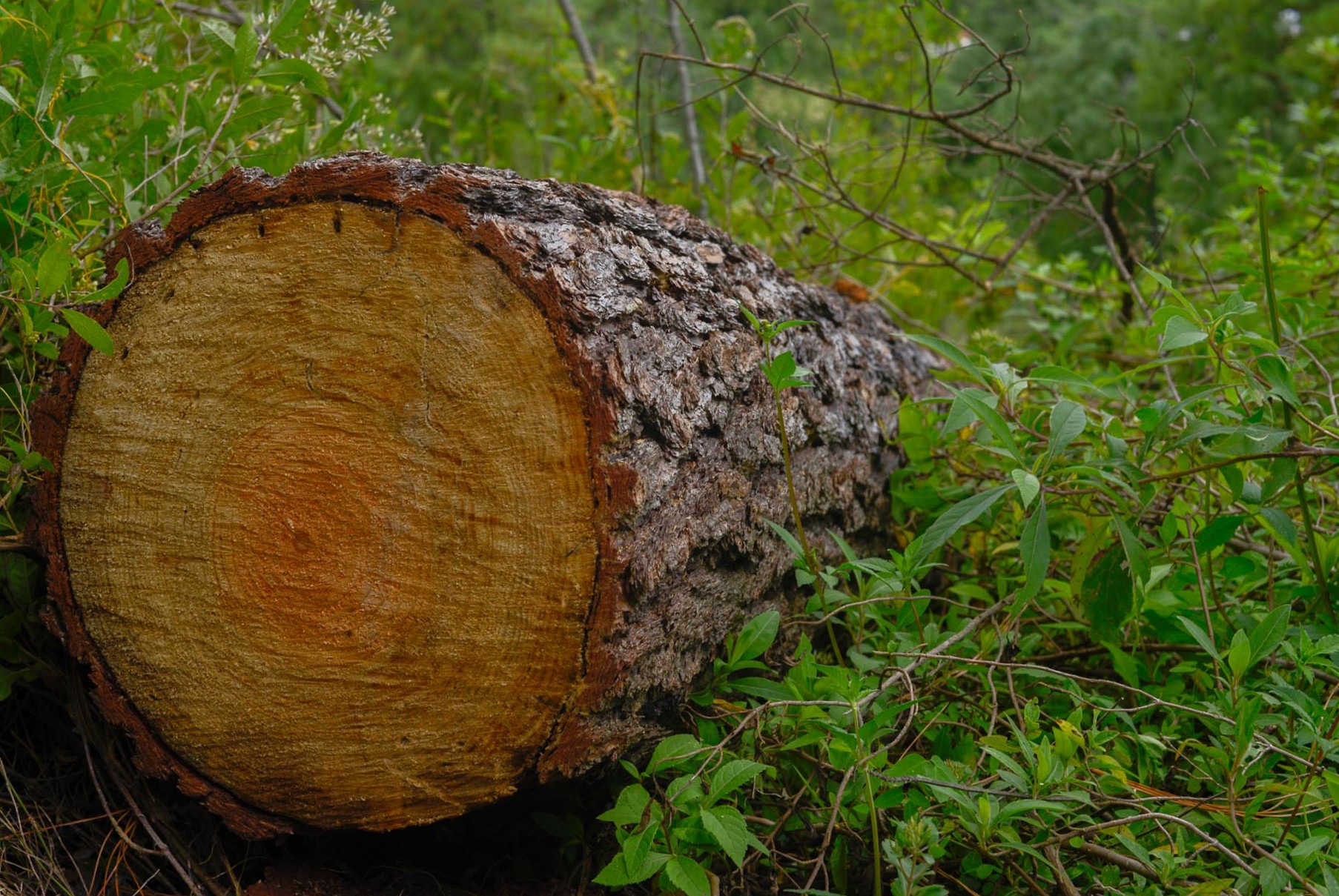 Tronco_árbol.jpg