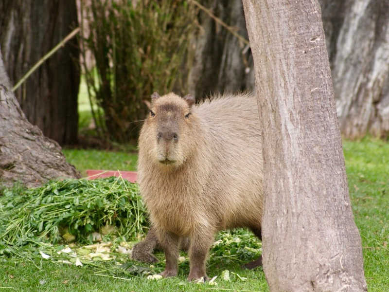 ZACANGO EXPOSICION 2