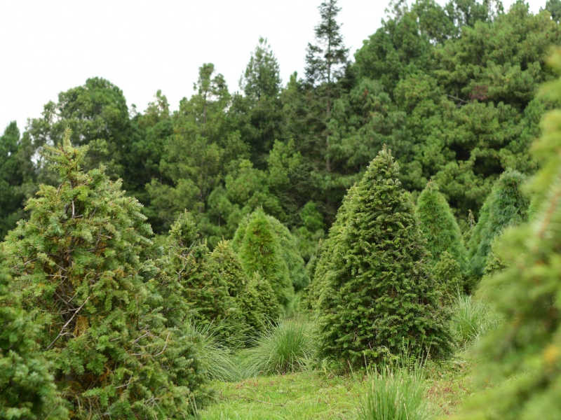 arboles de navidad 2