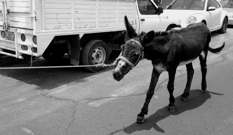 burrito maltrato animal