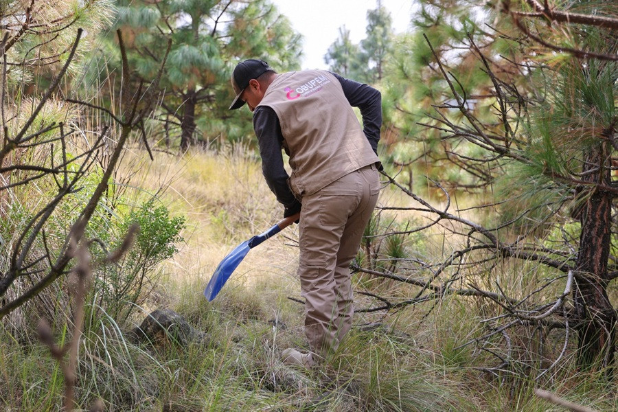 búsqueda bosque Edomex