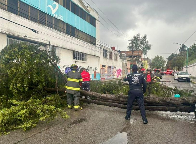 cae arbol 3