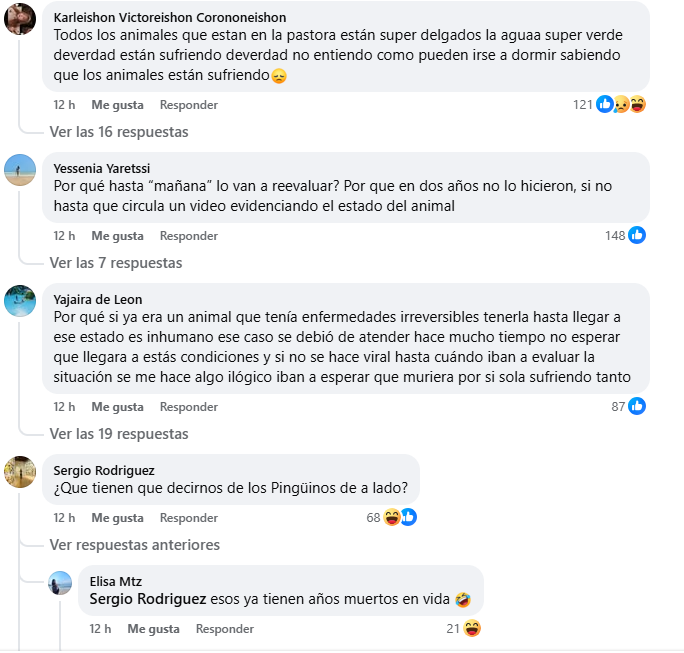 comentarios_Face_osita_La_Pastora.jpeg