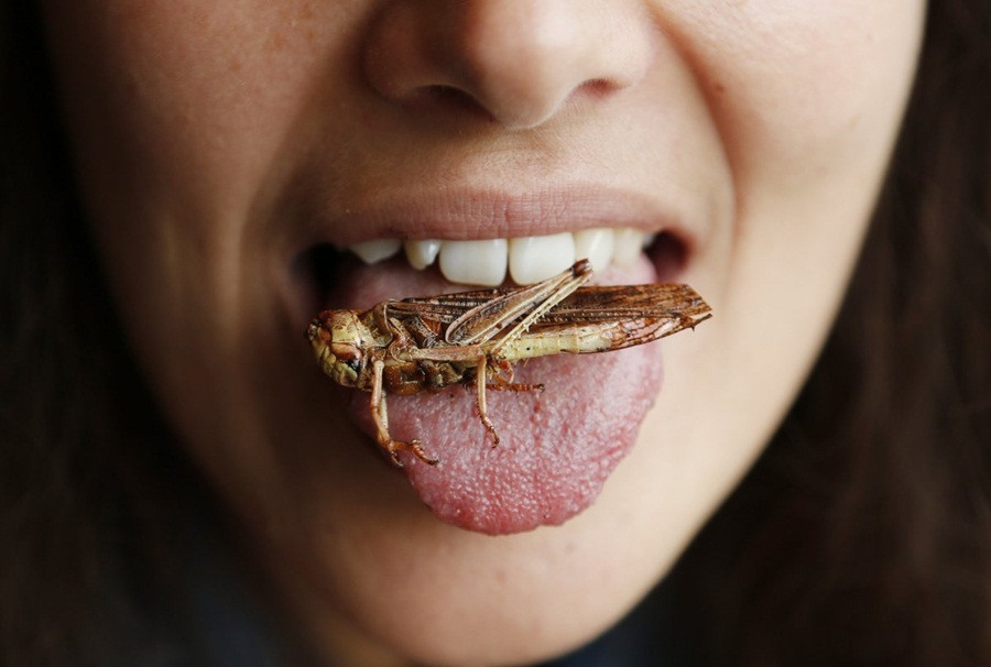 comer_insectos.jpg