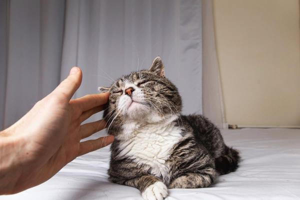 cuidados gato viejito