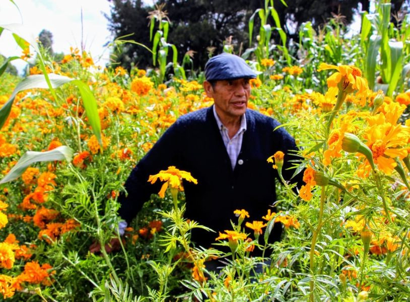 flor de cempasuchil gem 2