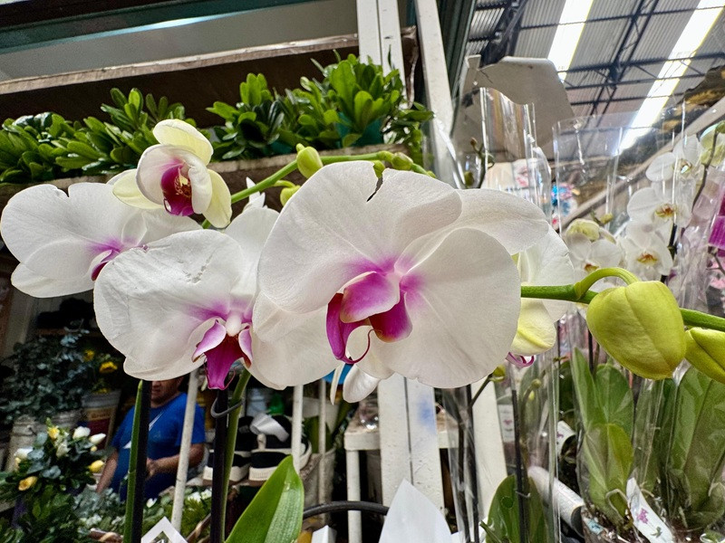 flores orquídeas 2