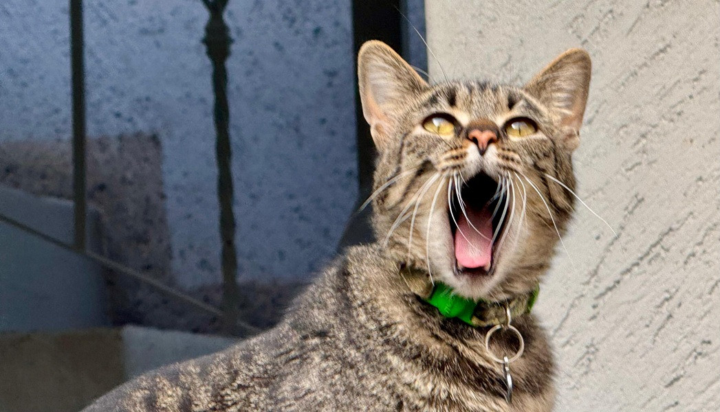 gato