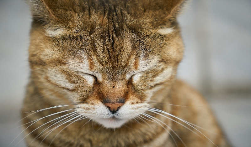 gato demencia