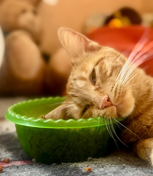 gato dormidp