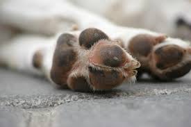huellas_perrito_almohadillas.jpg