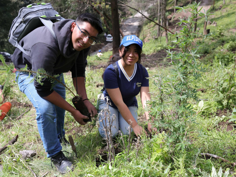 huixquilucan arboles 3