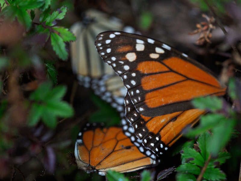 mariposas monarca