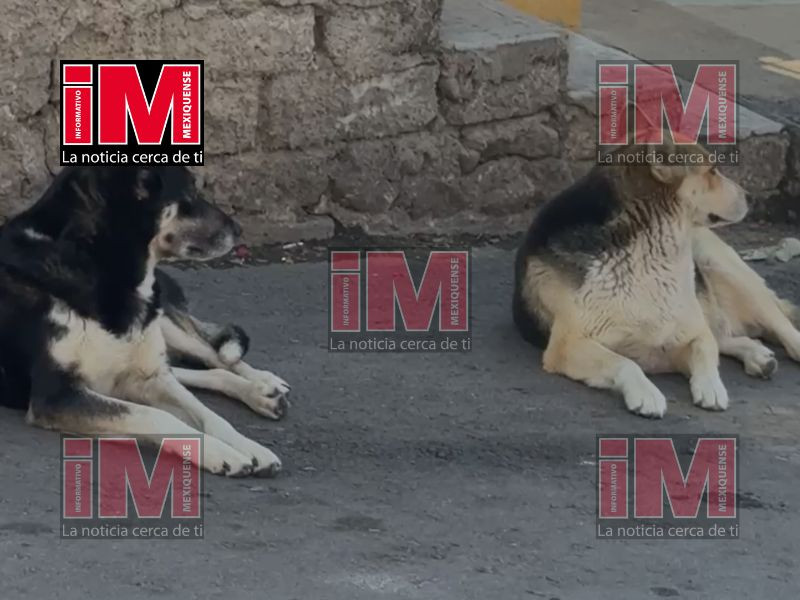 mascotas calor 2