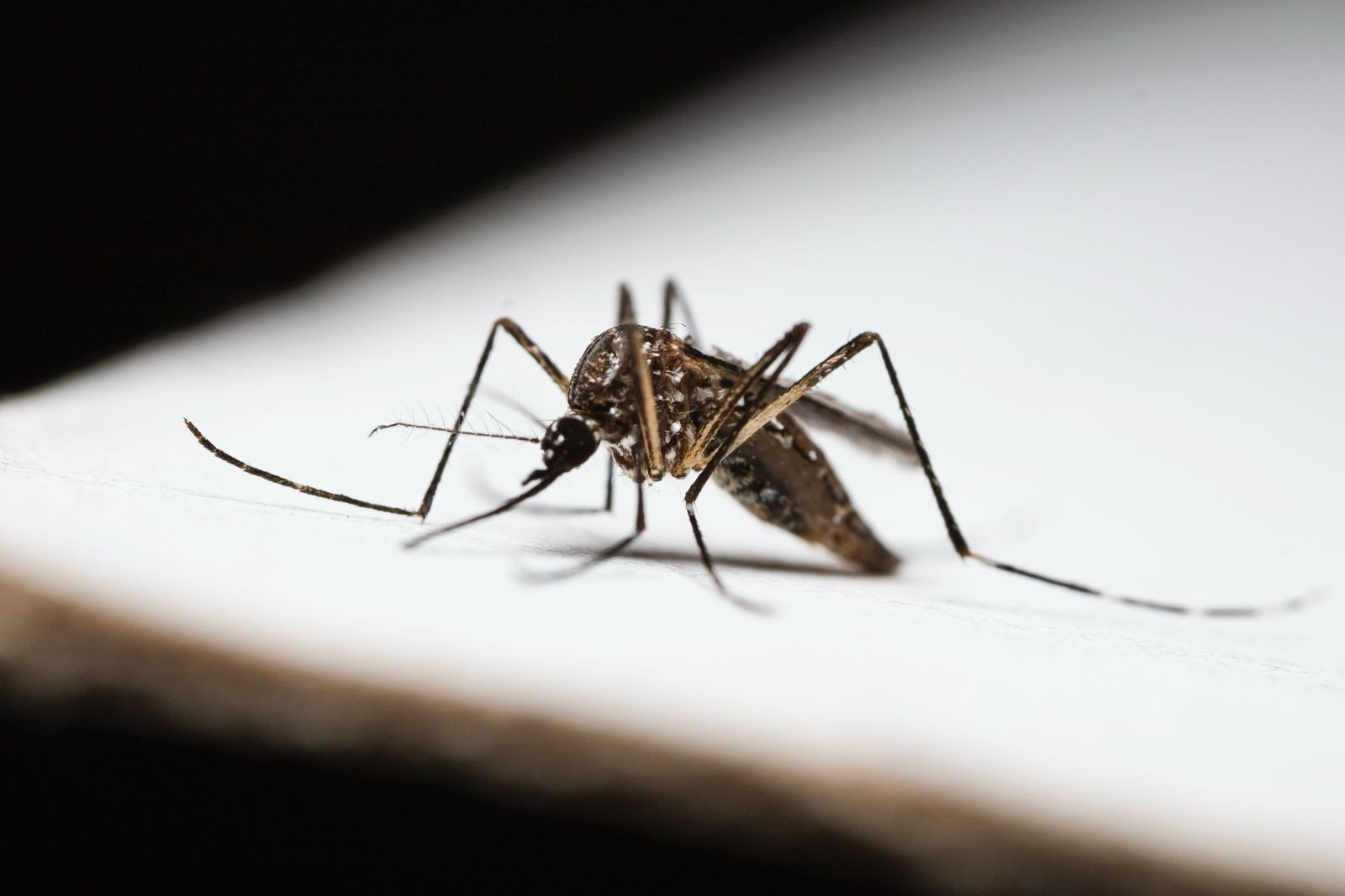 mosquito picadura