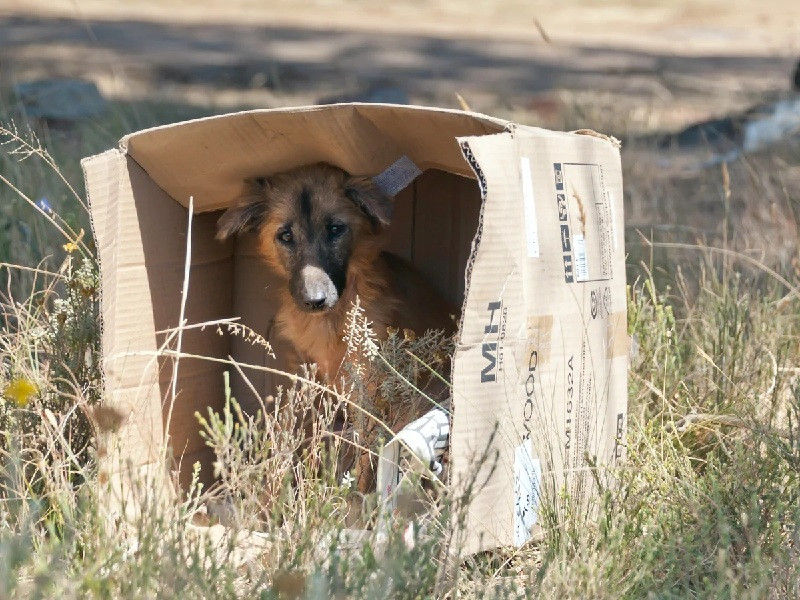 perrito abandonado