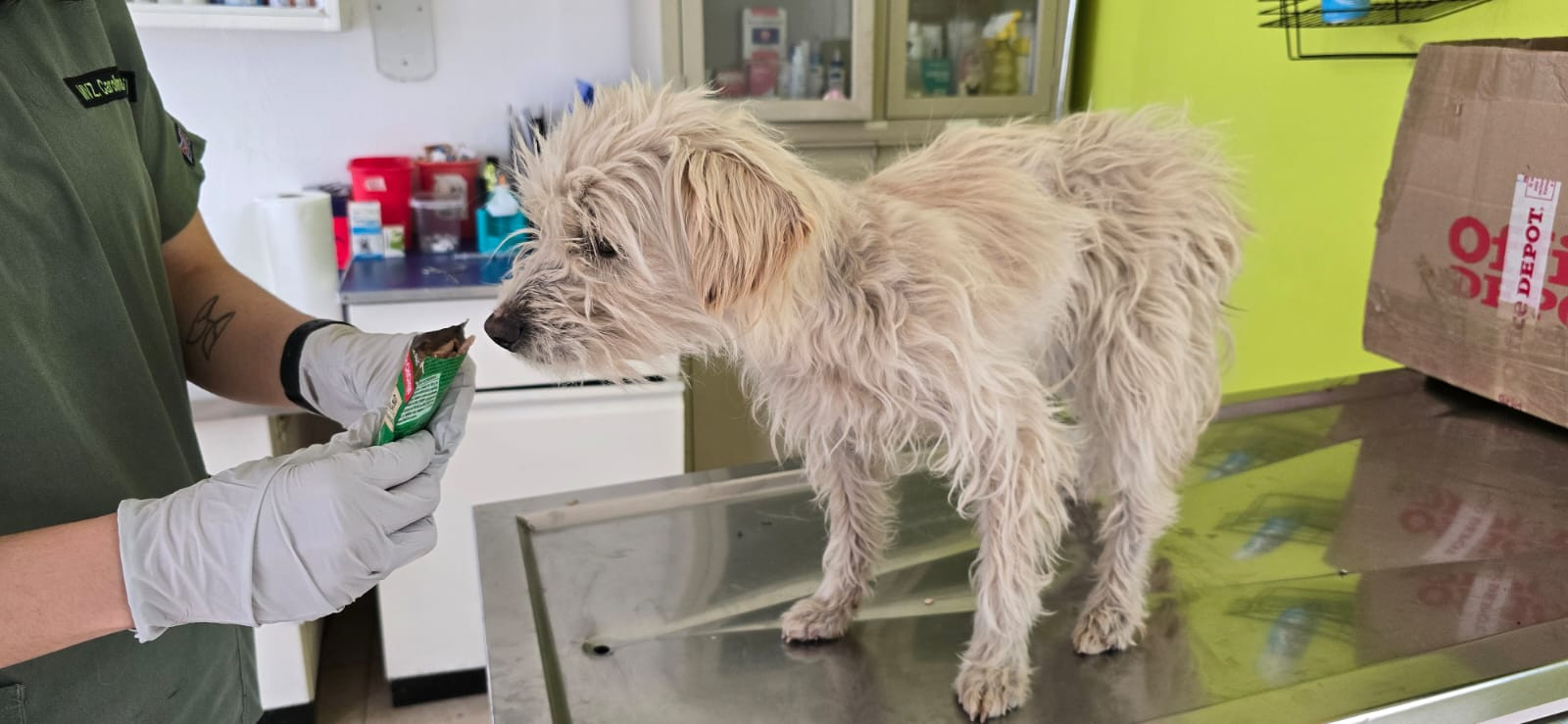perrito en veterinaria