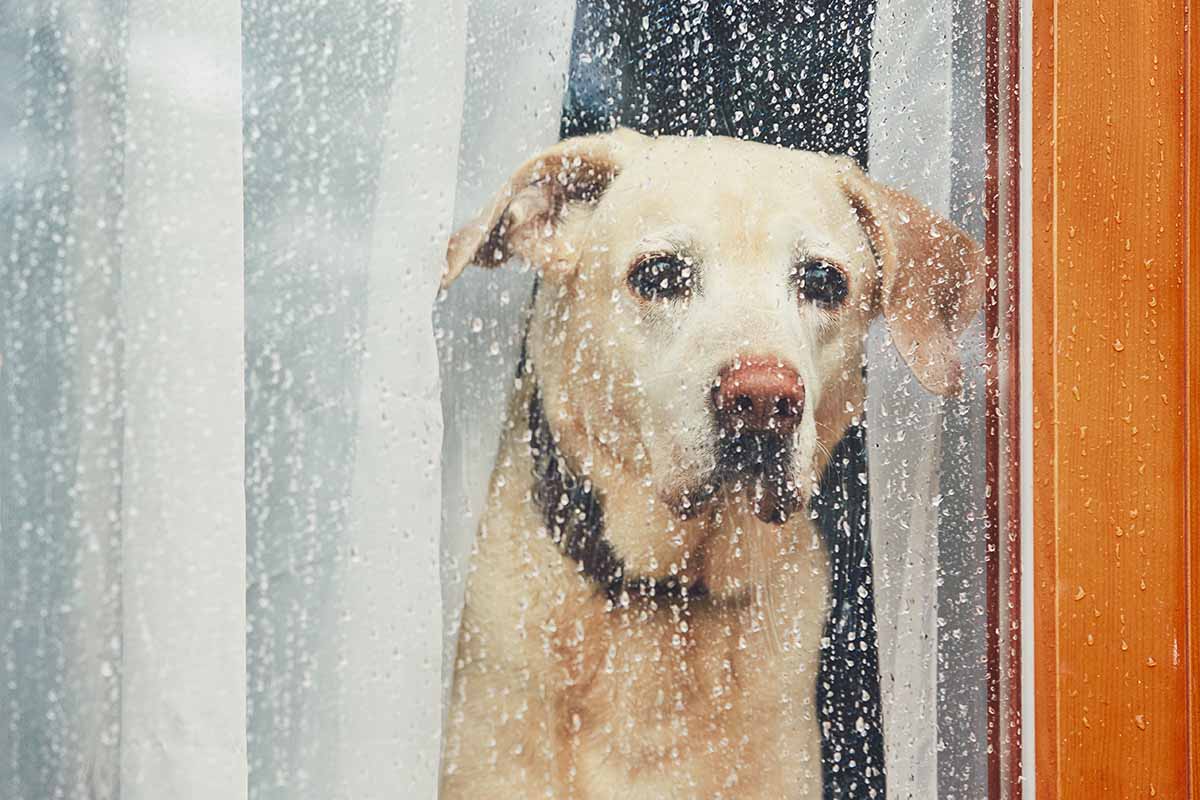 perrito_lluvia.jpg