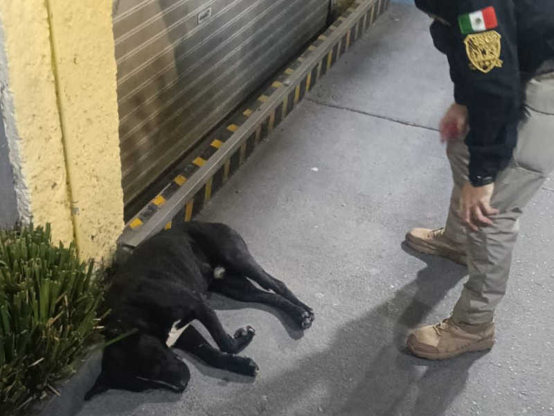 perrito peregrino cdmx