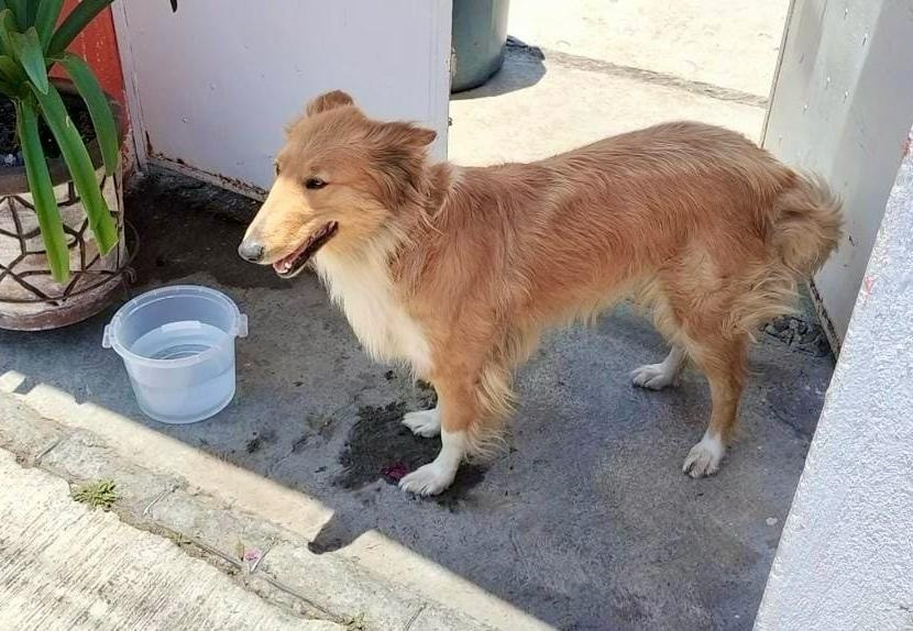 perro agua