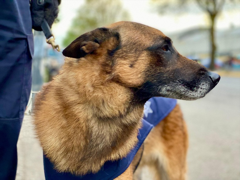 perro paseo correa