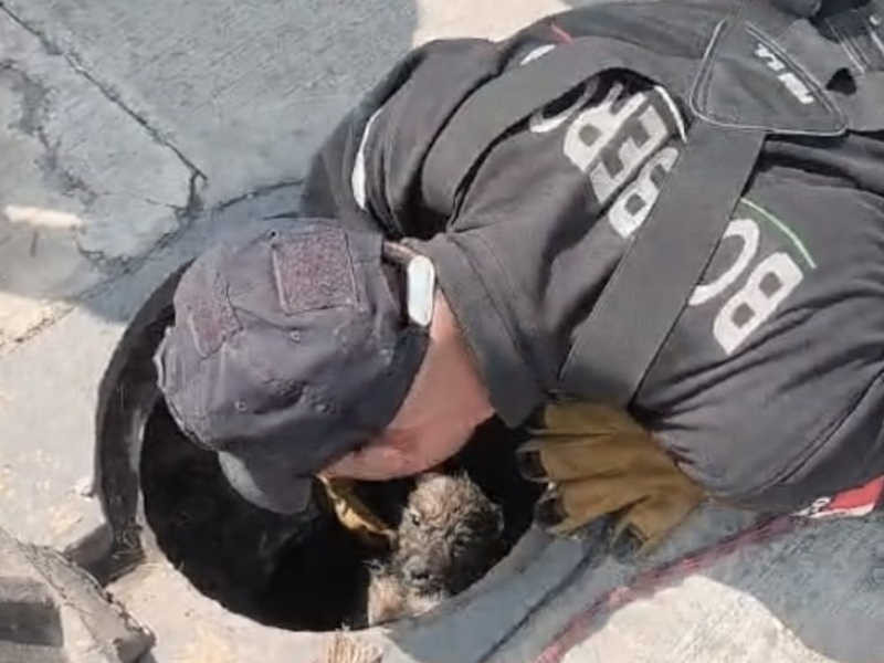 rescate de perros 2