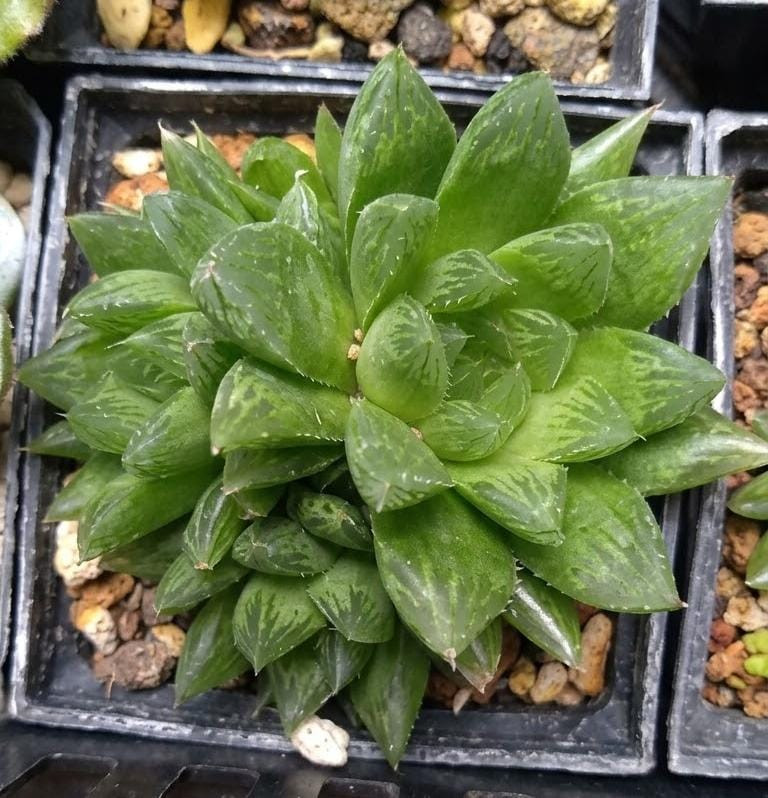 suculenta