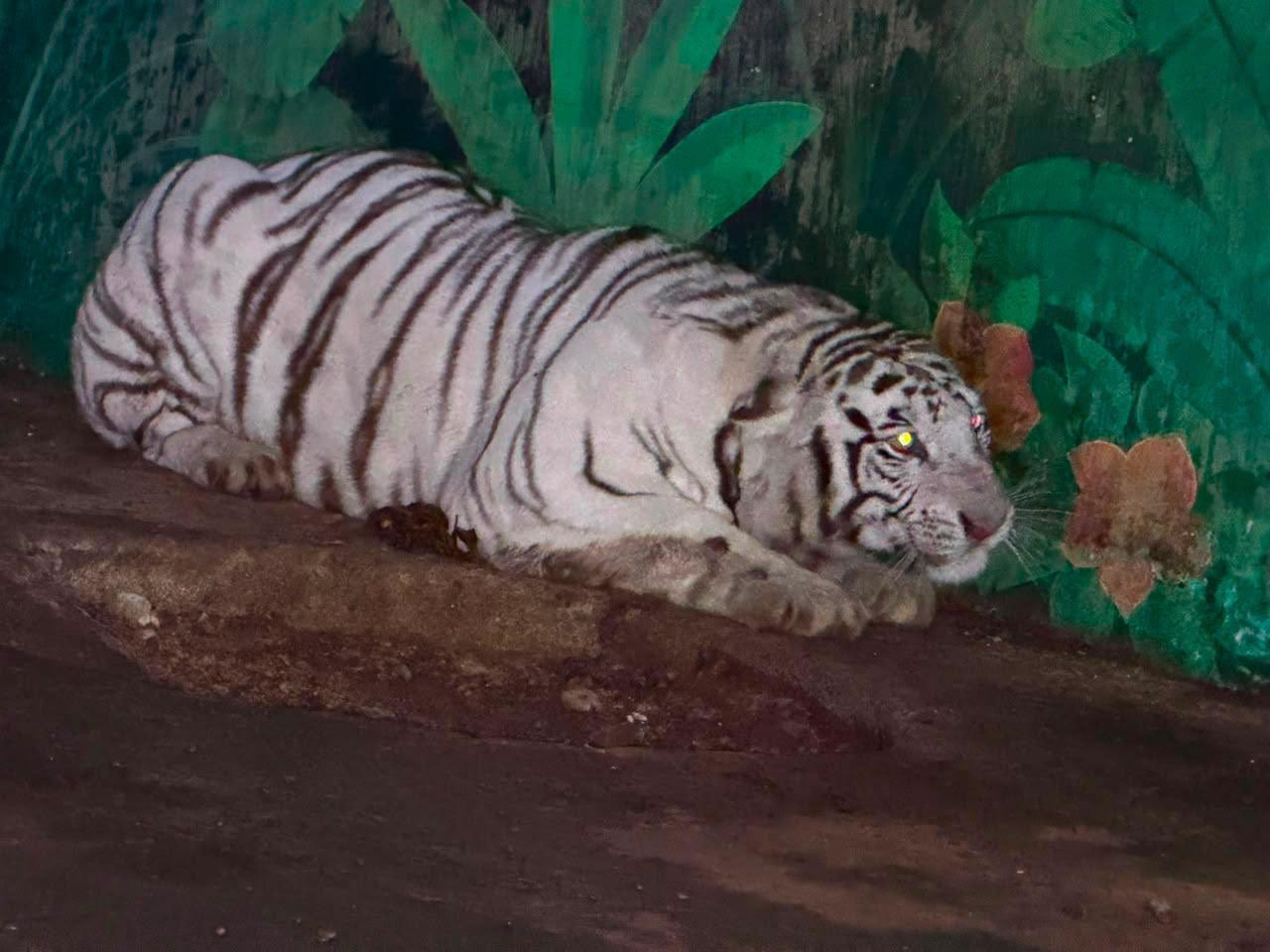 tigre