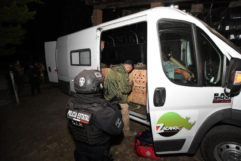 traslado lobo gris mexicano