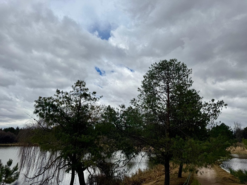 árboles bordo de agua
