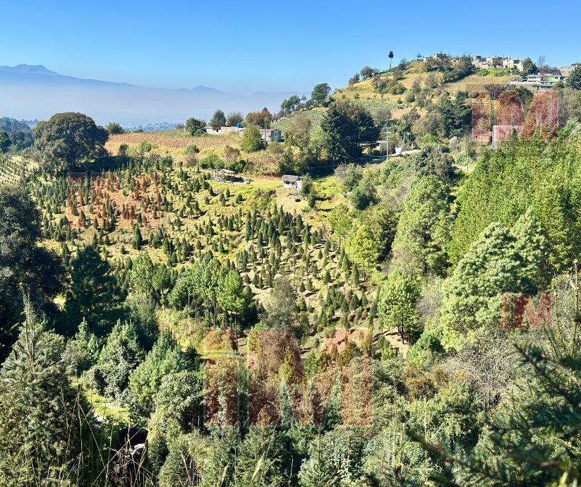 árboles de navidad venta 1